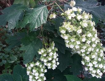 Hydrangea quercifolia 'Snowflake'