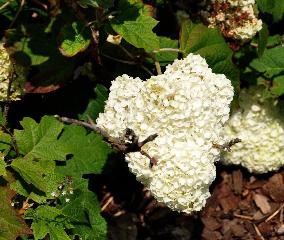 HydrangeaquercifoliaHarmony1