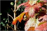 HydrangeaquercifoliaSnowflake2