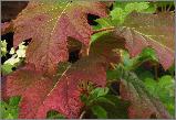 HydrangeaquercifoliaBurgundyvnherfstkleur