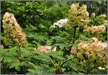 HYdrangeaquercifoliaSnowQueenuitbloeibloemenvnlocHydrangeum