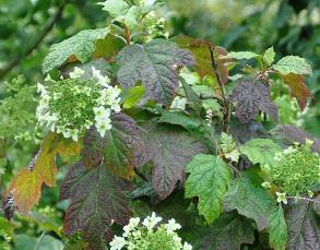 HydrangeaquercifoliaSnowFlakeVN