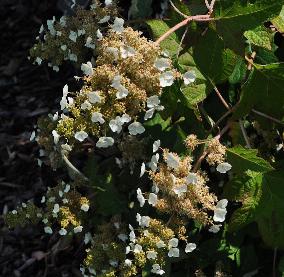 HydrangeaquercifoliaSikesdwarf3VN