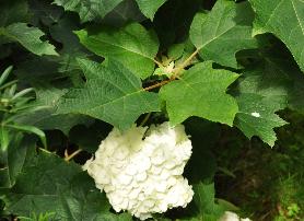 HydrangeaquercifoliaHarmonytuin