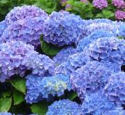 HydrangeaRenateSteinigerfototuinpoort