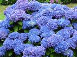 HydrangeaRenateSteinigerfototuinpoort