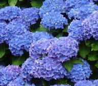 HydrangeaRenateSteinigerfototuinpoort