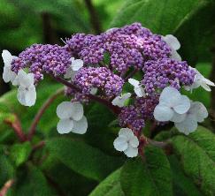 Hydrangea arborescens 'Pink Annabelle'  syn. 'Invincibelle'