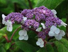 Hydrangeasargentianabloeijulicloseupvn