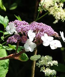 Hydrangeasargentianabloeijuli