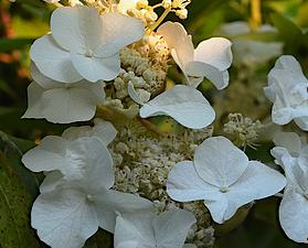 Hydrangeaseemannii