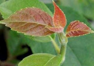 Hydrangeasemiola