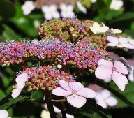 HydrangeaserrataBluebirdcloseupflowervnn