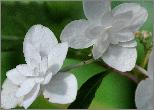 HydrangeaserrataShiroFujieindaugVN