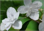 HydrangeaserrataBluebirdcloseupaugustusVeryverynice