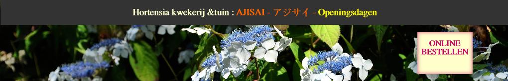 HydrangeaserrataOdorikaAmachavn