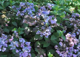 HydrangeaserrataSantiago