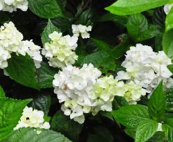 HydrangeaserrataBeniTemaribolserrata