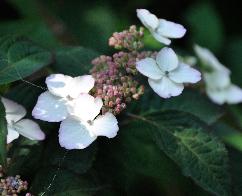 HydrangeaserrataBeniGakuVNcloseup