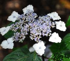 HydrangeaserrataIntermediavn