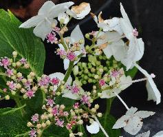 HydrangeaserrataIo