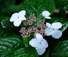 Hydrangea serrata 'Kurenai' closeup vn