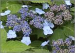 Hydrangea serrata "Santiago"- roze bloeiwijze