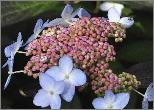 HydrangeaserrataTiarajuni2012closeupbloemenvn