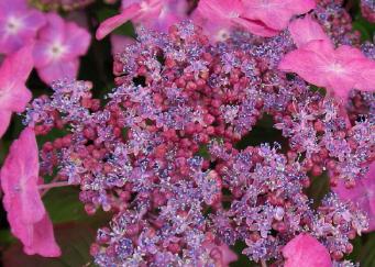 Hydrangea serrata 'Avelroz'
