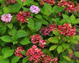 HydrangeaserrataxmacrophyllaPresiozaherfstverkleuring