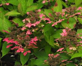 HydrangeaserrataGrayswoosroodkleuringbloemv