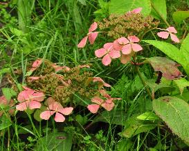 HydrangeaserrataHatsuShimeherfstkleuren