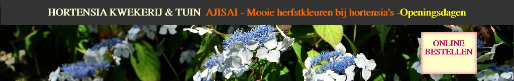 HydrangeaserrataOdorikaAmachavn