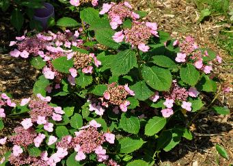 Hydrangea serrata 'Avelroz'