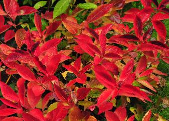 Hydrangea serrata Hallasan vuurrode herfstkleur 