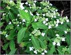 HydrangeaserrataWhiteDwarfglobalview