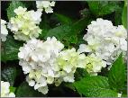 HydrangeaserrataBeniTemaribolserrata