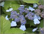 HydrangeaserrataBlueBillow