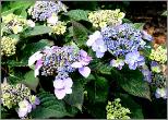 HydrangeaserrataSpreadingBeautyglobal