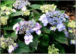 HydrangeaserrataBlueBillow