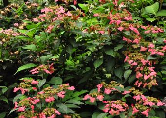 HydrangeaserrataBenigakuroodkleuringbloemvn