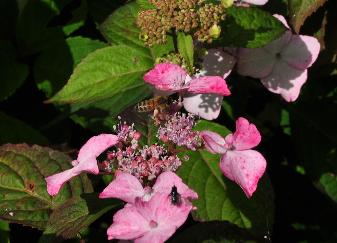 HydrangeaserrataBenigakuroodkleuringbloemvn