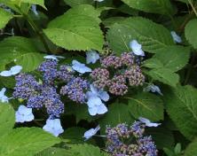 HydrangeaserrataBlueBillow