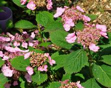 HydrangeaserrataHallasanvn