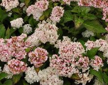 HydrangeaserrataWarabehabitusbolvorm