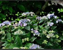 HydrangeaserrataSpreadingBeauty3