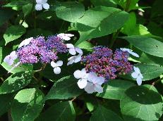 HydrangeaserrataOamachatheehortensiatuinAjisaicloseup