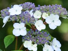 Hydrangea serrata 'Impératrice Eugenie' jonge bloem 15 sept VN
