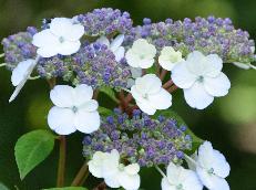 Hydrangea serrata 'Impératrice Eugenie' jonge bloem 15 sept VN