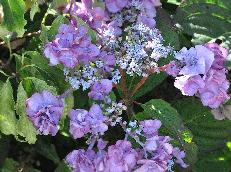 HydrangeaserrataSantiagocloseupkruisingMountAsometmacrophylla